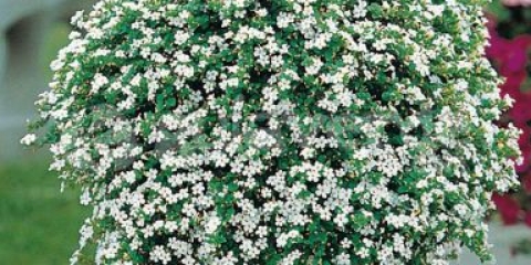 Bacopa ampelous: fotografija cvijeća, uzgoj iz sjemena, sadnja i njega, recenzije